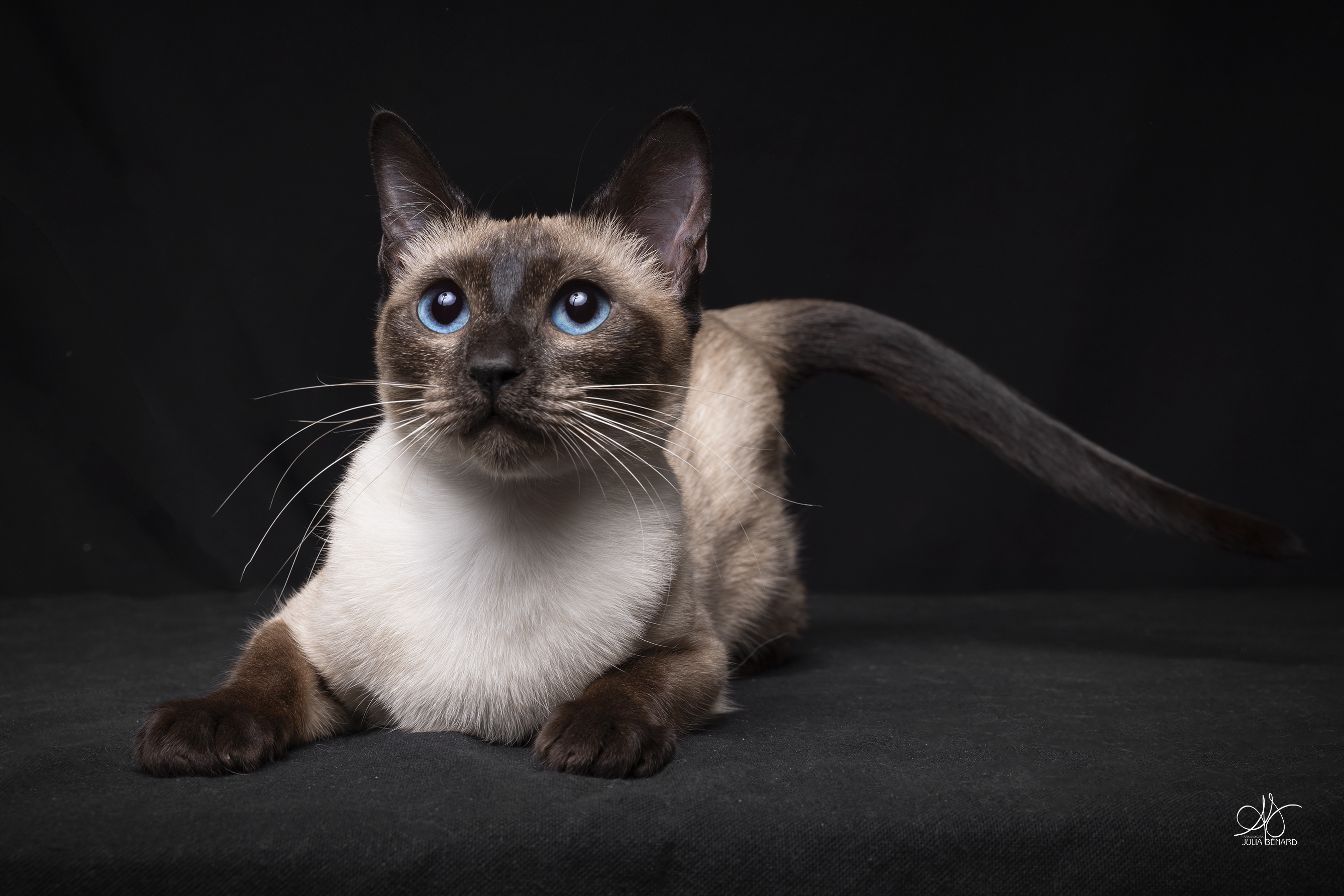 CH. AYAHUASCA NOTRE-DAME DE JOYE